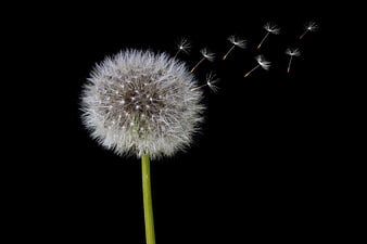 Dandelion seeds blowing in wind on black background