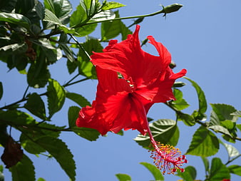 Vibrant Red Hibiscus Flower Against Blue Sky