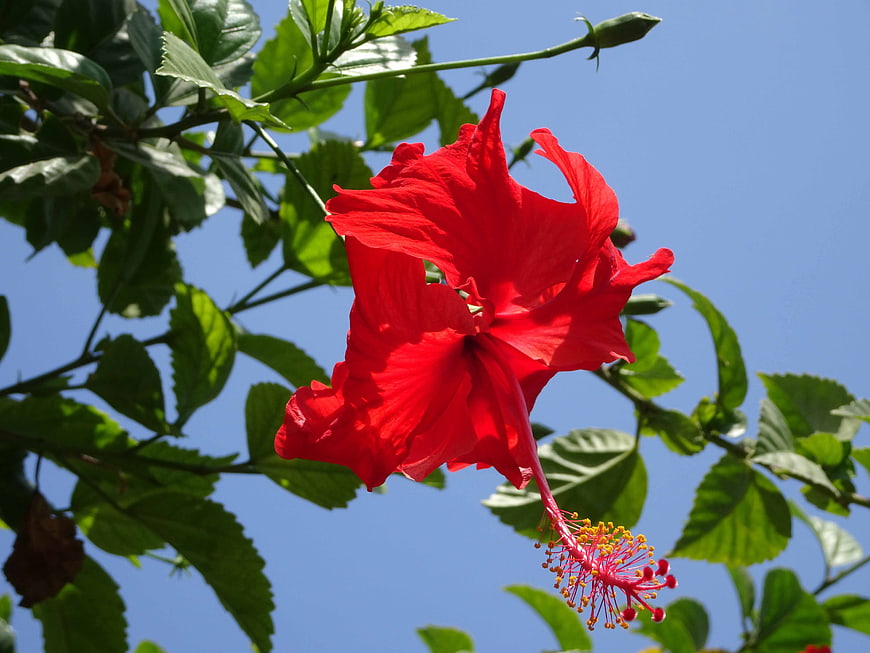 Vibrant Red Hibiscus Flower Against Blue Sky