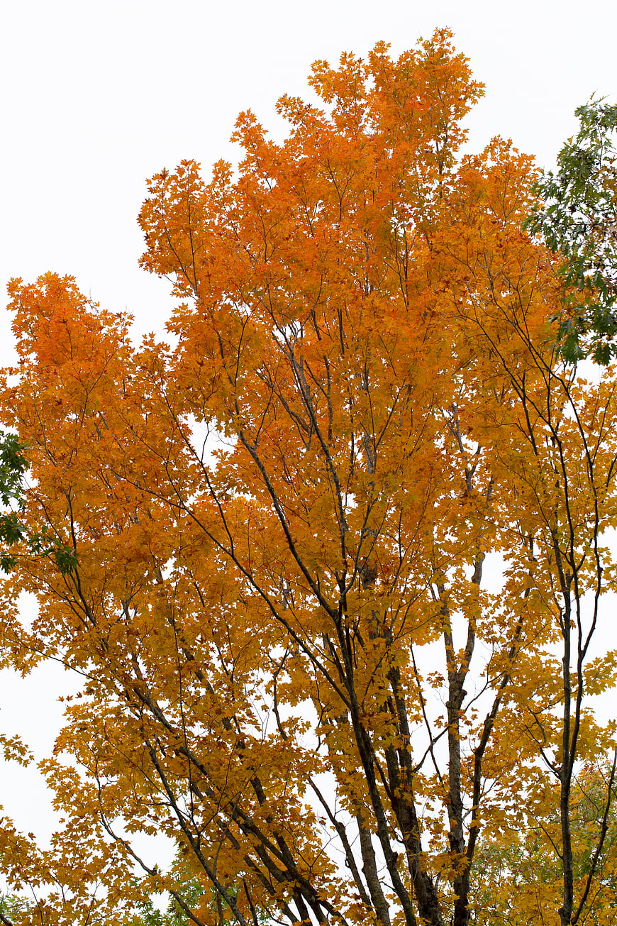 Vibrant Orange Autumn Tree Against White Sky