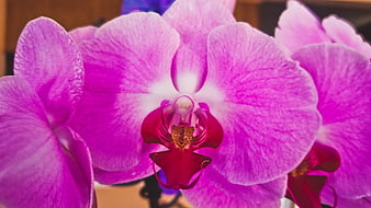 Close-up of vibrant pink phalaenopsis orchid flower