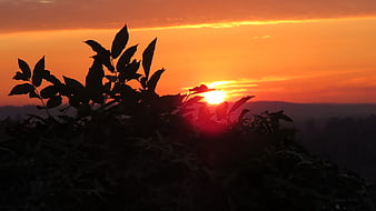Silhouette of leaves against vibrant orange sunset sky