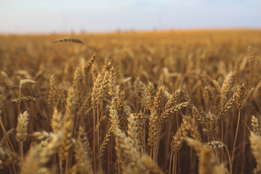 Golden wheat field close-up with blurred background