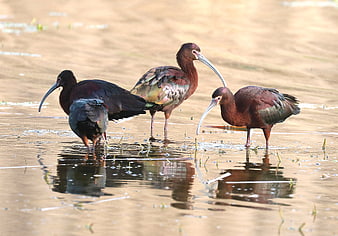 Glossy Ibis Birds Foraging in Shallow Wetland Water