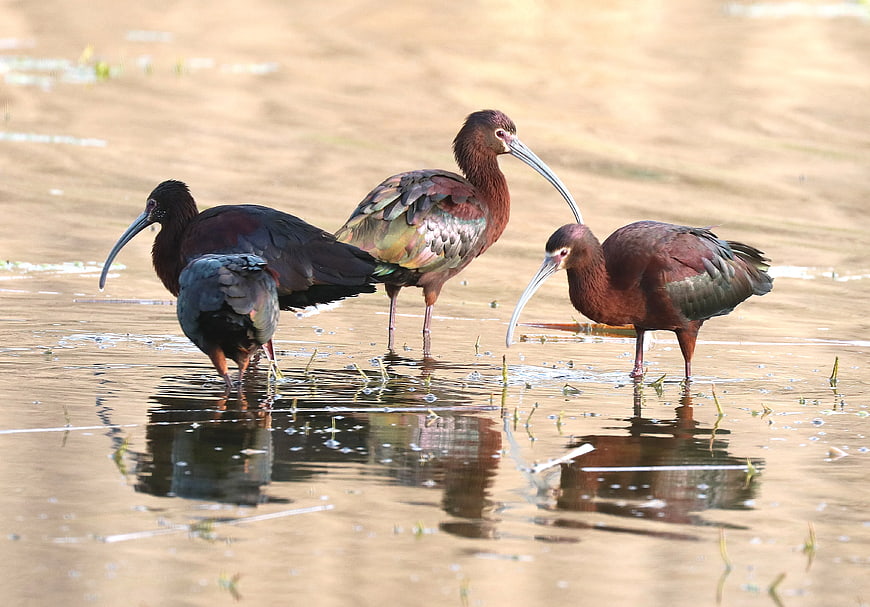 Glossy Ibis Birds Foraging in Shallow Wetland Water