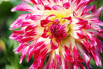 Close-up of vibrant pink and white dahlia flower
