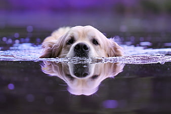 Golden Retriever Swimming in Water with Reflection