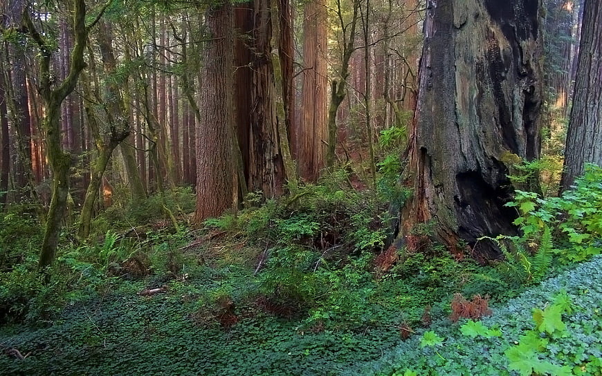 Majestic Redwood Forest with Mossy Undergrowth and Ancient Trees