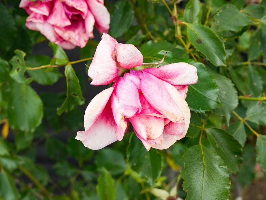 Close-up of a pink rose with green leaves