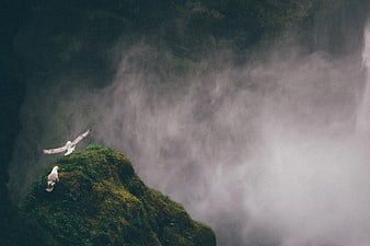 Seagulls on Mossy Cliff Edge with Misty Waterfall Background