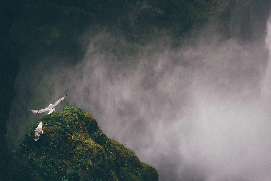Seagulls on Mossy Cliff Edge with Misty Waterfall Background