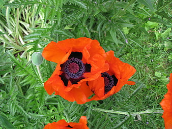 Vibrant Orange Poppies with Dark Centers in Green Garden