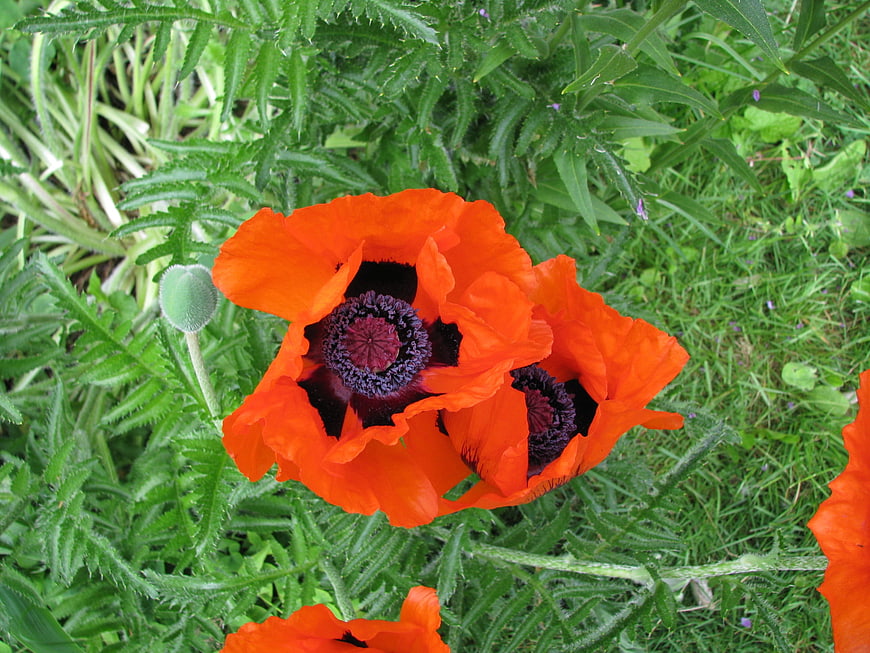Vibrant Orange Poppies with Dark Centers in Green Garden