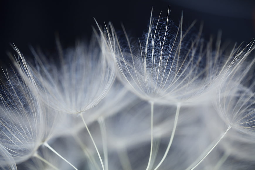 Macro Close-Up of White Dandelion Seeds on Dark Background
