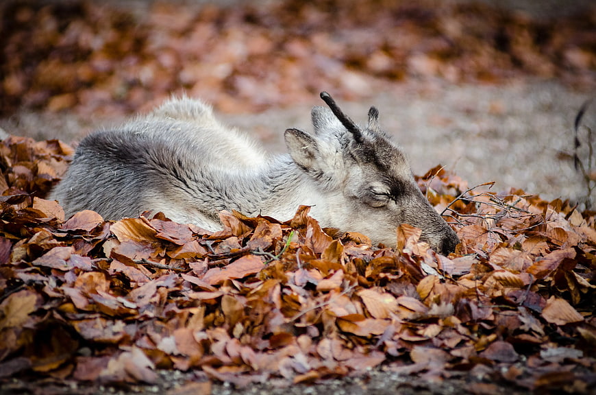 Young Fallow Deer Resting in Autumn Leaves