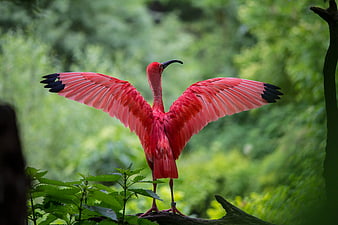 Scarlet Ibis Spreading Wings in Lush Green Forest