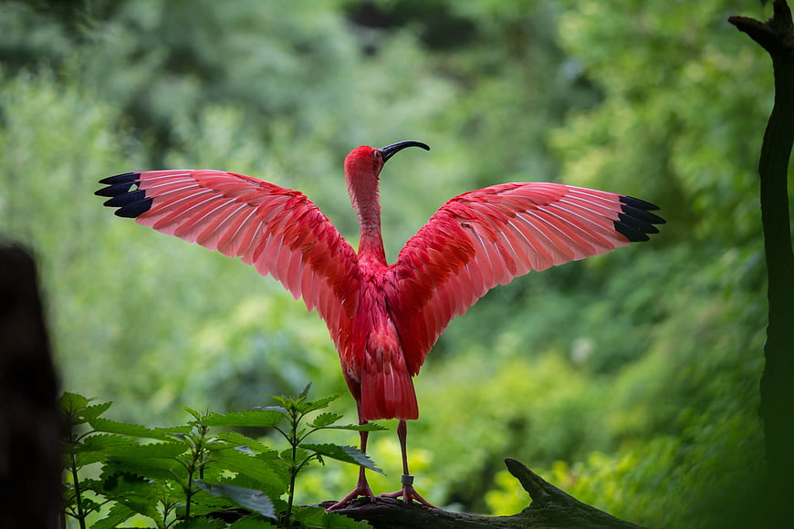Scarlet Ibis Spreading Wings in Lush Green Forest