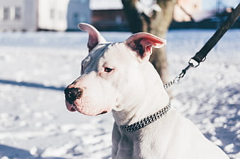 White Dog on Leash in Snowy Winter Park