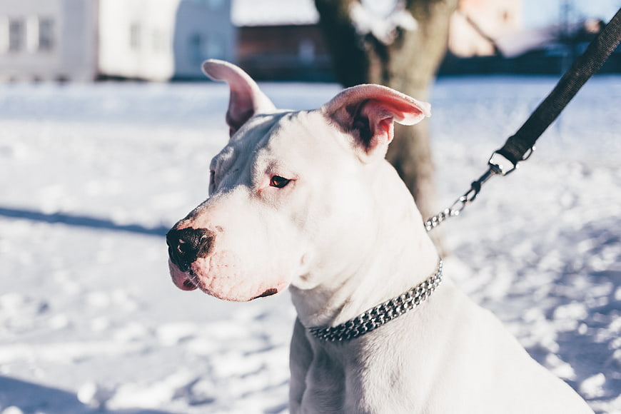 White Dog on Leash in Snowy Winter Park