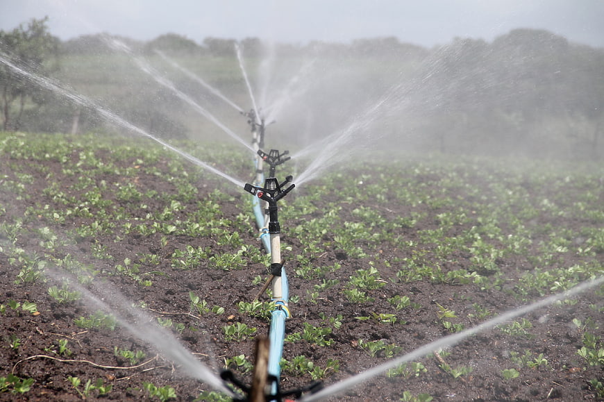 Agricultural Irrigation System Sprinkling Water on Peanut Crop Field