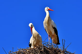 Two White Storks in Nest Against Blue Sky
