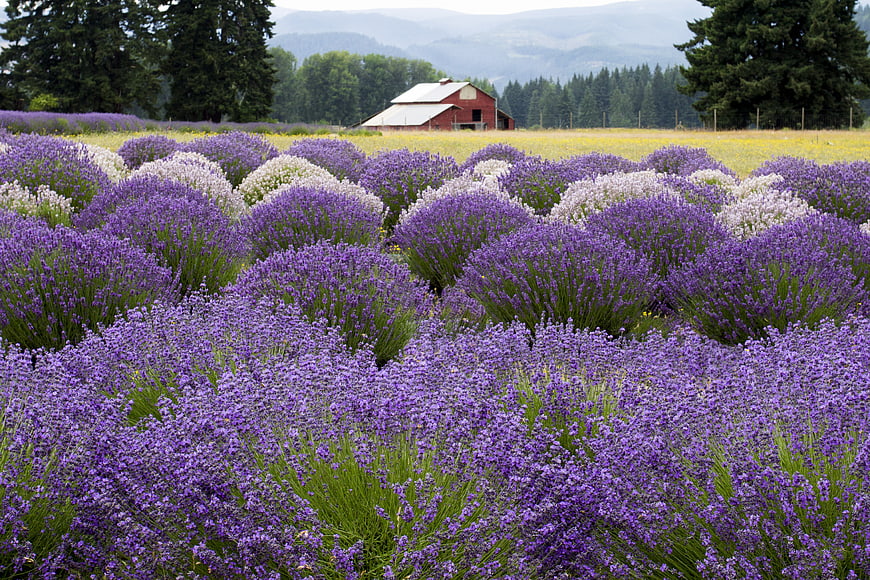 Vibrant Lavender Field with Red Barn and Mountain Background