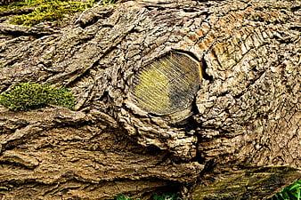 Close-up of textured tree bark with moss and knot