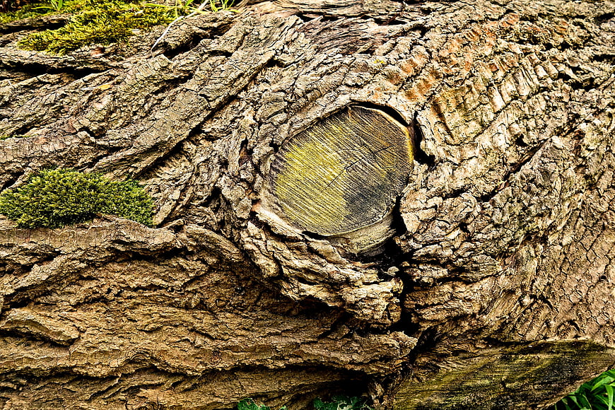 Close-up of textured tree bark with moss and knot