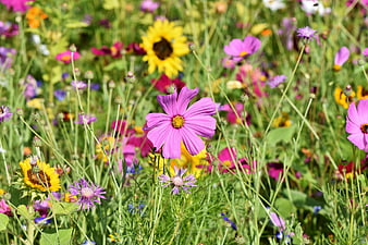 Vibrant Pink Cosmos And Wildflowers In A Sunny Meadow