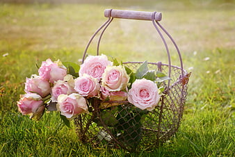 Pink Roses in Vintage Wire Basket on Green Grass
