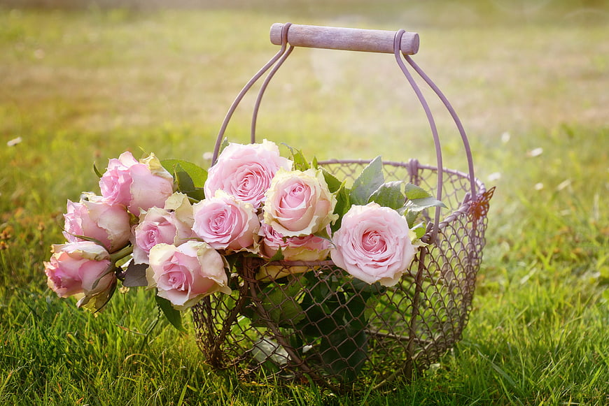 Pink Roses in Vintage Wire Basket on Green Grass