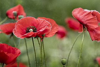 Vibrant Red Poppies Blooming in a Green Field