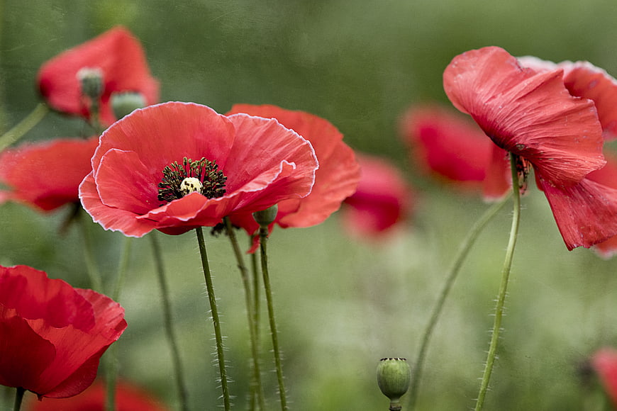 Vibrant Red Poppies Blooming in a Green Field