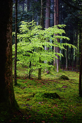 Vibrant young beech tree in mossy forest