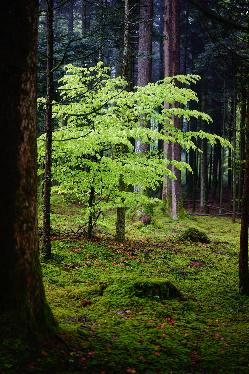Vibrant young beech tree in mossy forest