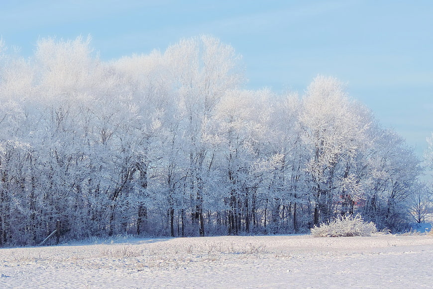 Frost-covered trees in a snowy winter landscape