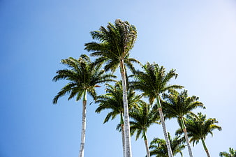 Tall Palm Trees Against Clear Blue Sky
