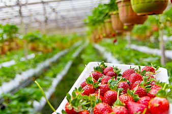 Fresh Organic Strawberries In White Tray Inside Greenhouse