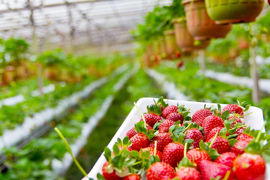 Fresh Organic Strawberries In White Tray Inside Greenhouse