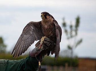 Peregrine Falcon Perched on Falconer's Glove