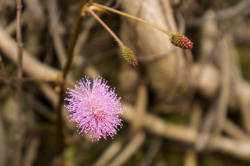Close-up of Pink Mimosa Pudica Flower with Closed Buds