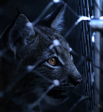 Close-up of a wild cat behind a wire fence at night