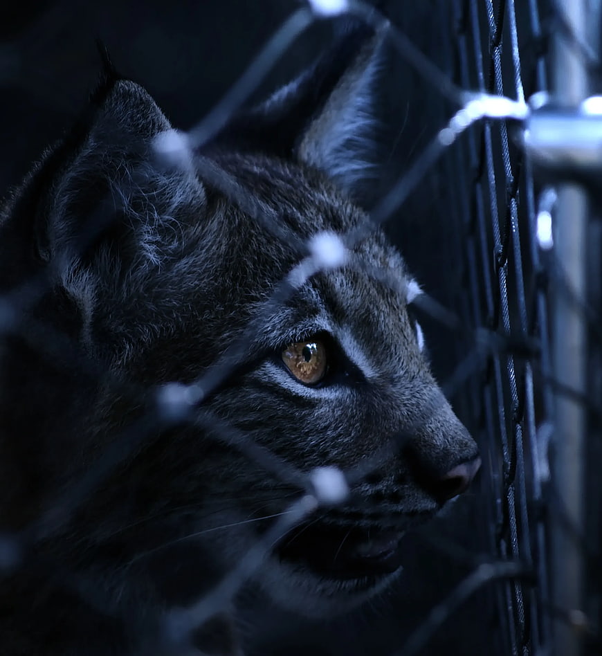Close-up of a wild cat behind a wire fence at night