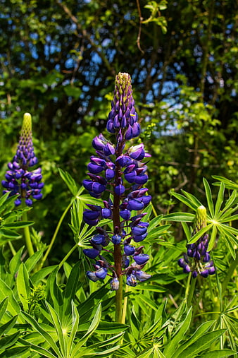 Vibrant Purple Lupine Flowers in Summer Garden