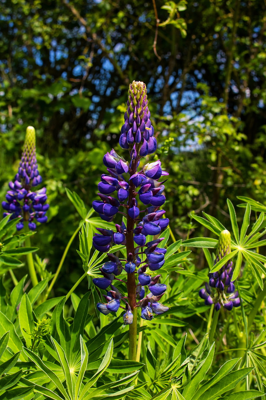 Vibrant Purple Lupine Flowers in Summer Garden