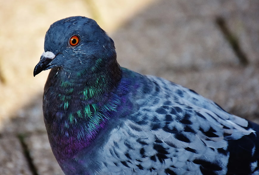 Close-up of a pigeon with iridescent neck feathers