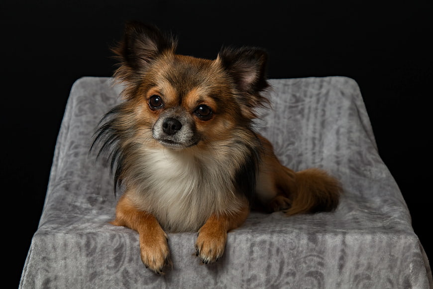 Long-haired Chihuahua on gray cushion against black background