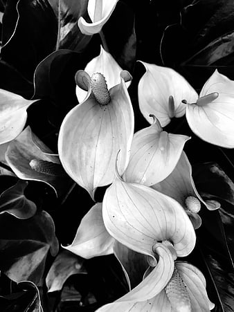 Black and white close-up of peace lily flowers