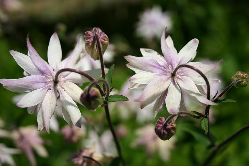 Close-up of white and purple columbine flowers in spring