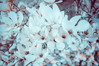 Close-up of white magnolia blossoms with soft pastel tones